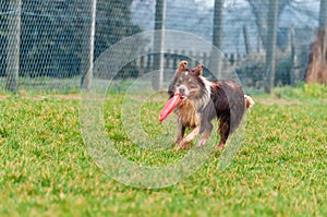 A border collie dog playing with a frisbee