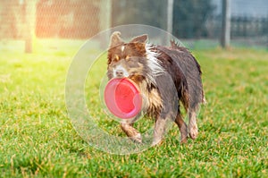 A border collie dog playing with a frisbee