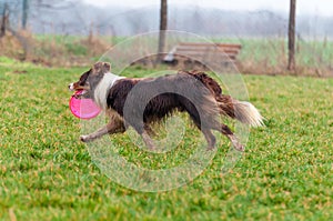 A border collie dog playing with a frisbee