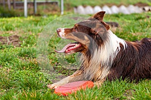 A border collie dog playing with a frisbee