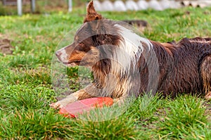 A border collie dog playing with a frisbee