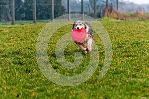 A border collie dog playing with a frisbee