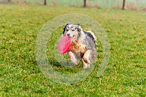 A border collie dog playing with a frisbee