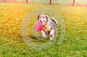 A border collie dog playing with a frisbee