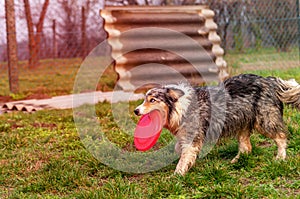 A border collie dog playing with a frisbee