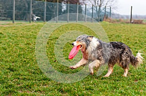 A border collie dog playing with a frisbee