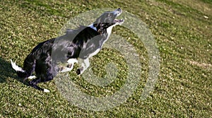 Border Collie Dog Playing in the Park