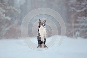 Border Collie dog playing in snow