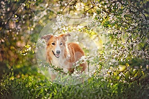 Frontiere il cane ritratto primavera 