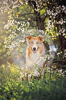 Border collie dog portrait in spring photo