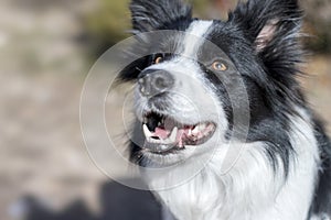 Border collie dog portrait at nature environment