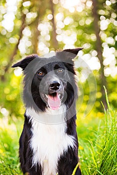 Border Collie dog portrait outdoors in a city park over a beautiful sunset. Overjoyed border collie pup  in nature