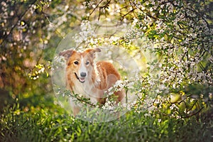 Border collie dog portrait in spring