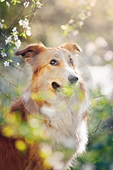 Border collie dog portrait in spring