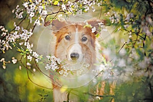 Border collie dog portrait in spring