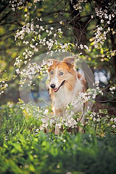 Border collie dog portrait in spring