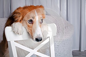 Border collie dog portrait in studio