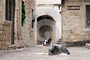 A Border Collie dog rests on a cobblestone street in an old European town