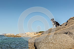 Border Collie Dog on rocky outcrop on coast of Corsica