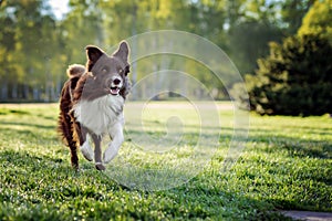 Border Collie dog run