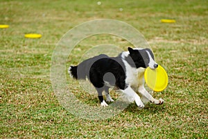 Border collie dog running photo