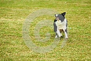 Border collie dog running