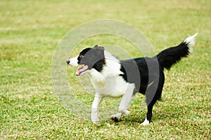 Border collie dog running