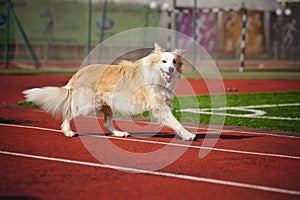 Border collie dog running