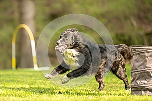 A Border Collie dog is running through an arc in Hoopers course