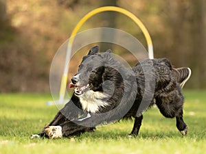 Border Collie dog is running through an arc in Hoopers course