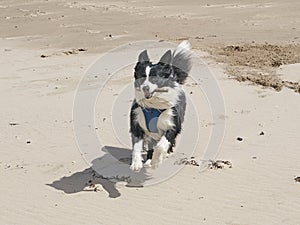 Border Collie Dog - running on a beach with a stick in his mouth
