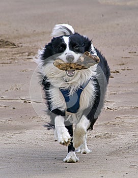 Border Collie Dog - running on a beach with a stick in his mouth