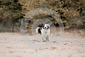 Border Collie dog running. Fall season. Dog in autumn