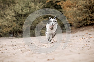 Border Collie dog running. Fall season. Dog in autumn