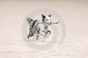 Border Collie dog running. Fall season. Dog in autumn