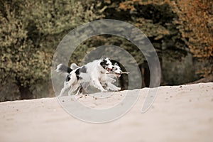 Border Collie dog running. Fall season. Dog in autumn