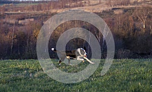 Border Collie dog running on field