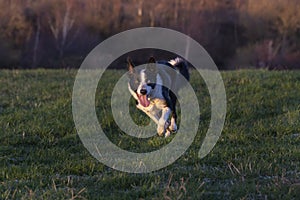 Border Collie dog running on field