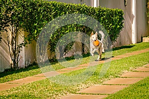 Border collie dog running on the grass