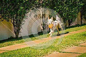 Border collie dog running on the grass