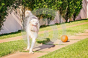 Border collie dog running on the grass