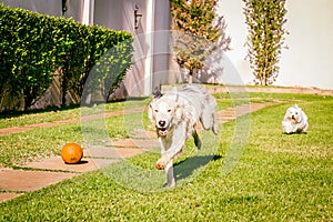 Border collie dog running on the grass