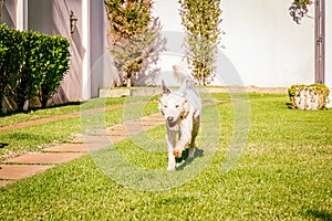 Border collie dog running on the grass