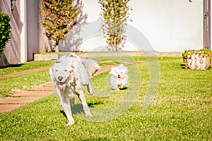 Border collie dog running on the grass