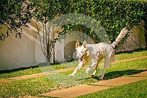 Border collie dog running on the grass