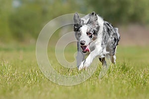 Border Collie dog running on the green grass