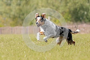 Border Collie dog running on the green grass