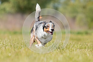 Border Collie dog running on the green grass