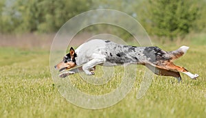 Border Collie dog running on the green grass