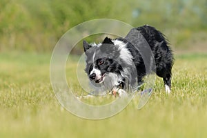 Border Collie dog running on the green grass. Active dog